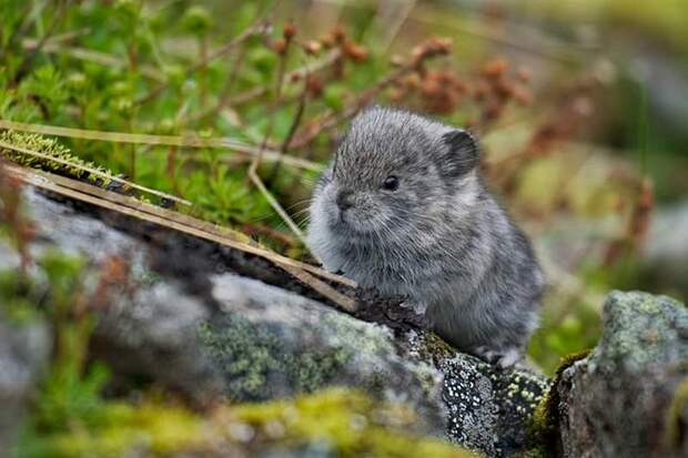 animalbaby28