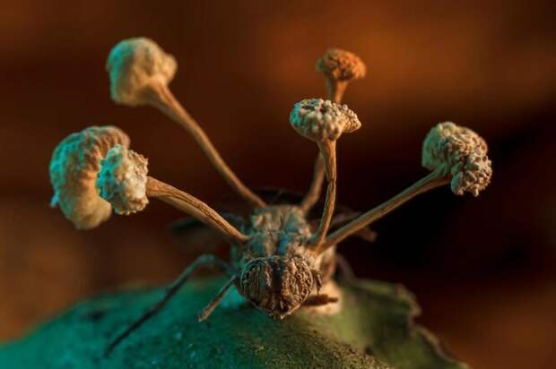 Зомбирующий грибок внутри тела мухи