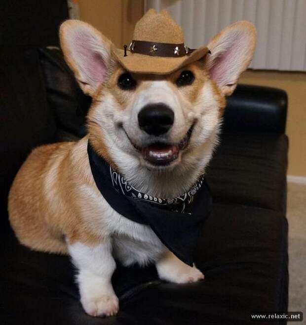 Corgi