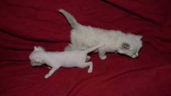 Спасение больного котенка, найденного на дне мусорки котенка, мусорка, спасение