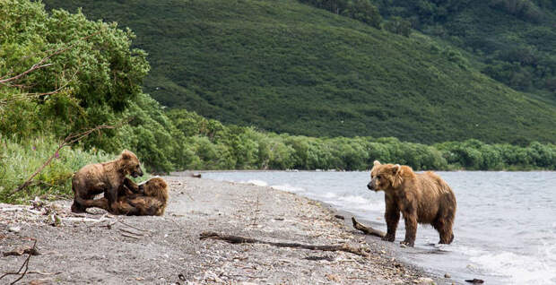 Опасные встречи: медведи рядом