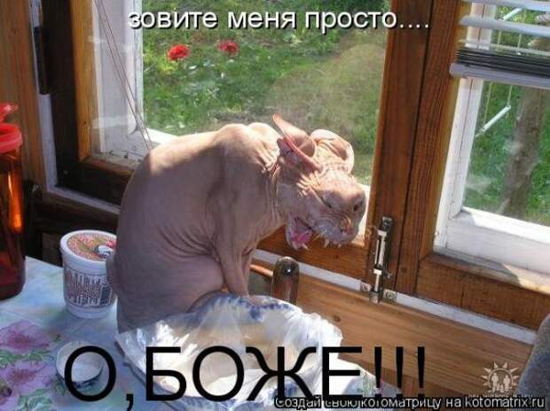 Котоматрица