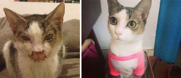 Подборка фотографий спасенных кошек животные, коты