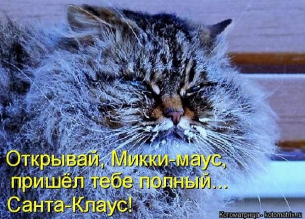 Новая котоматрица для хорошего настроения (32 фото)
