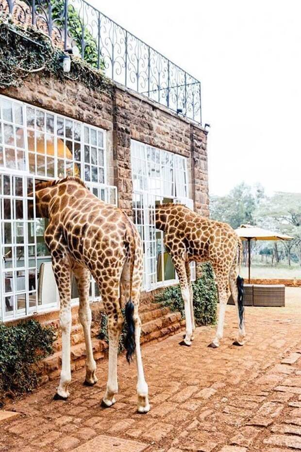 Завтрак с жирафами в необычном отеле Giraffe Manor, Кения. Фото