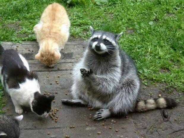 1357981515_35-animal-23 (700x525, 119Kb)