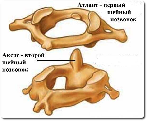 соединение первого позвонка и второго