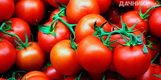 Советы по выращиванию помидоров черри