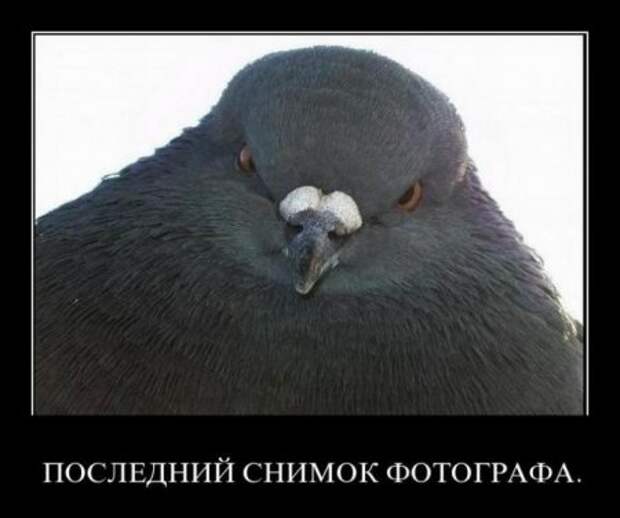 Смешные фразы в демотиваторах высший класс.