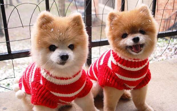 животные близнецы собачки в свитерах