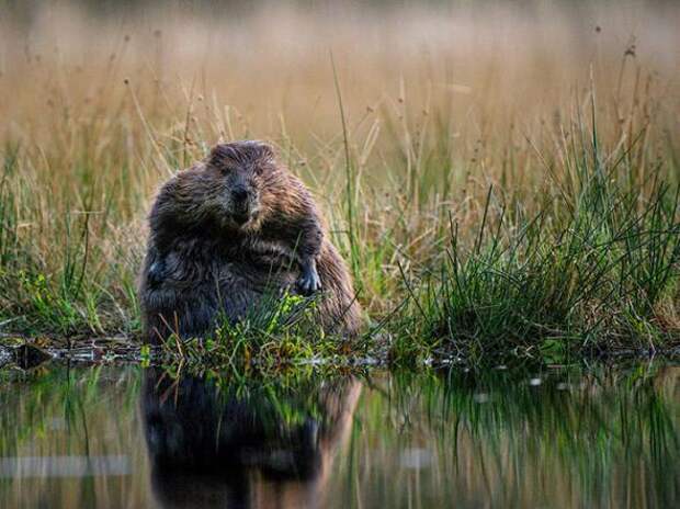 Лучшие фотографии National Geographic за август 2013