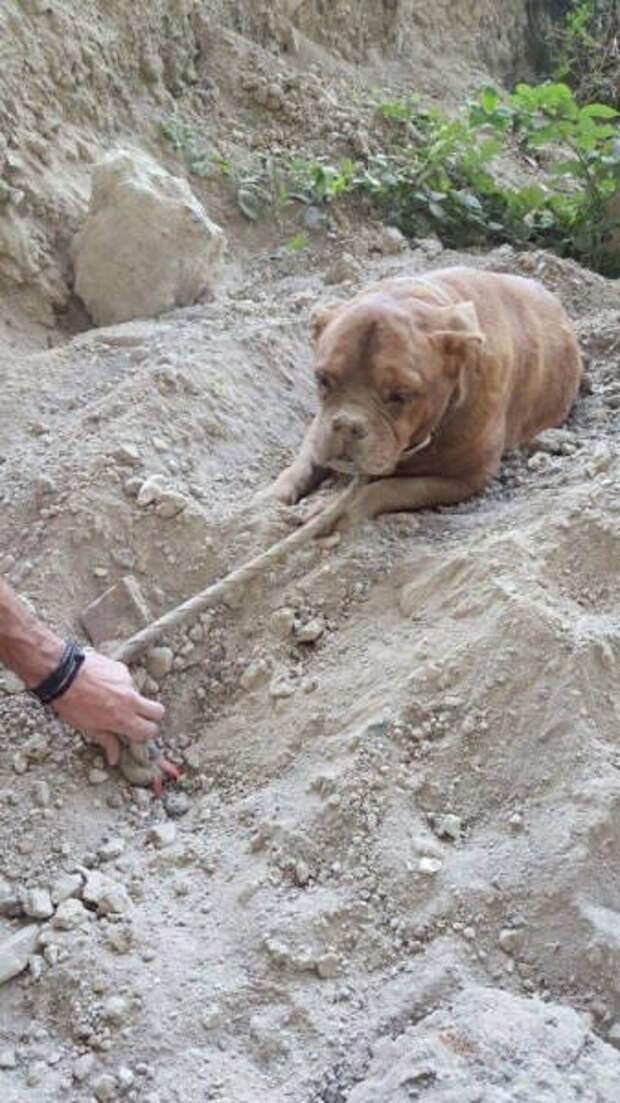 Pedro Dinis гулял со своей собакой, когда он нашёл погребённого в песке пса. Вместе им удалось спасти беднягу!