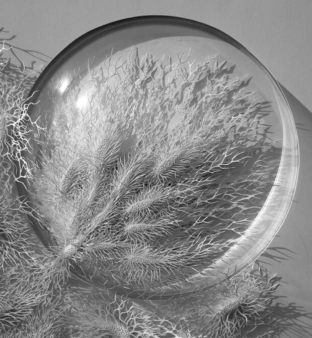 Бумажная микробиология Рогана Брауна (Rogan Brown) Бумажная микробиология Рогана Брауна (Rogan Brown)