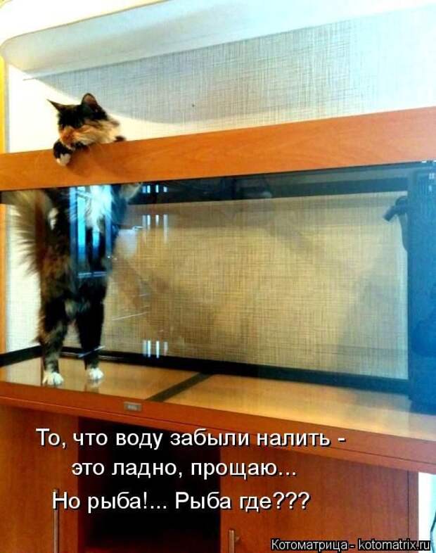 Лучшие котоматрицы недели