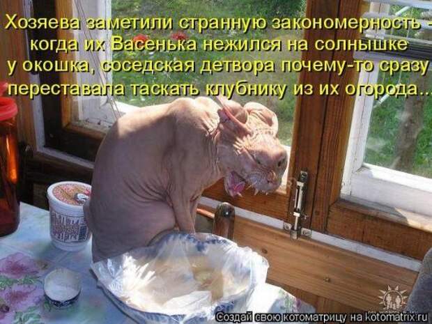 Котоматрица Котоматрица