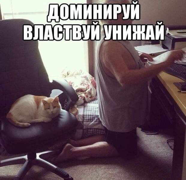 Смешные картинки с подписями картинки, прикол, юмор