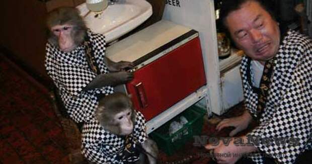 В Японии появился ресторан с официантами – обезьянами
