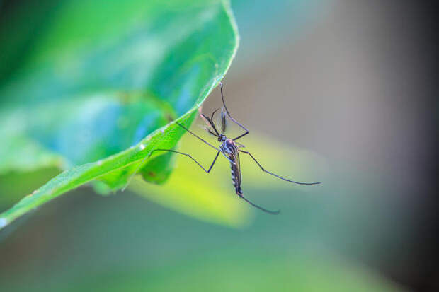 Комары являются переносчиками паразитарного заболевания - дирофиляриоза