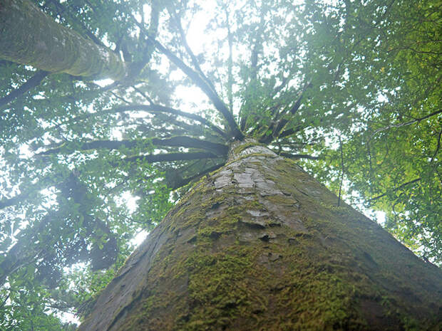 Япония, Якусима, остров, якушима, yakushima, лес, yakusugi land, кедр, мох, кора, поход, зеленый, дерево