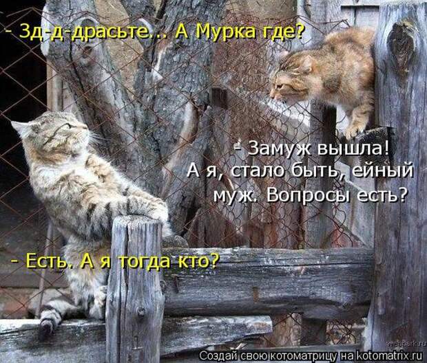 Лучшие котоматрицы недели (50 фото)