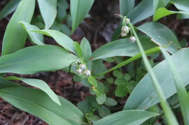 "Тянутся сосны в прозрачное небо, глыбы гранита заснули давно..." Парк Монрепо в Выборге