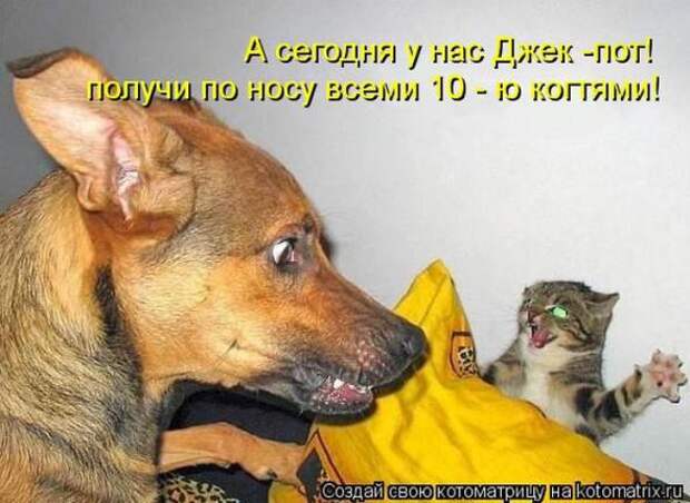 Котоматрицы (забавные картинки с надписями)