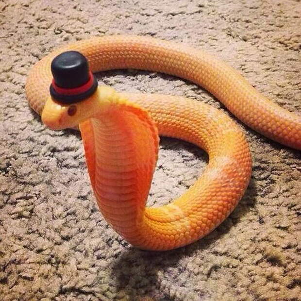 20 очаровательных змей в шляпках