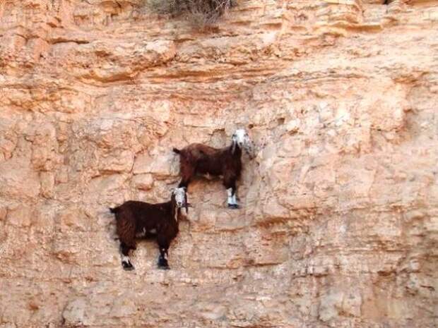 Mountain-Goats