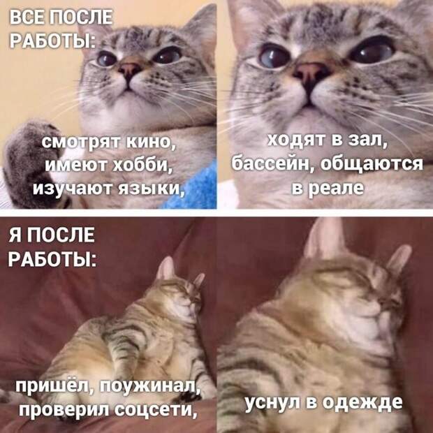 Самые удачные котомемы Рунета Самые удачные котомемы Рунета