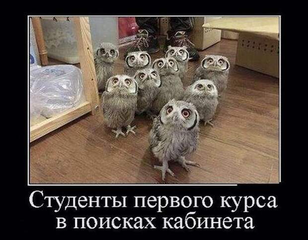 Сборник демотивационных приколов Сборник демотивационных приколов