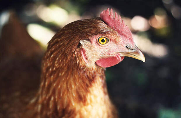 Ученые заставили куриц нести целебные яйца