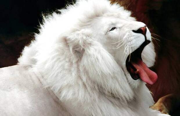 Белый лев (Panthera leo), фото хищные животные картинка