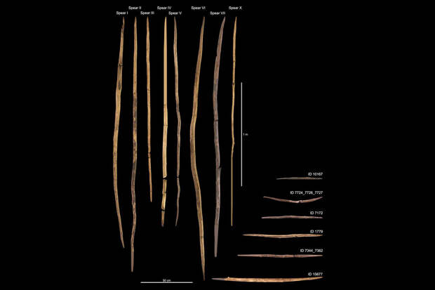 PNAS: люди раннего палеолита знали технологию создания прочных деревянных копий