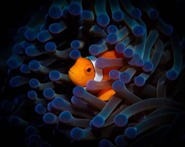 20 потрясающих примеров подводной фотографии
