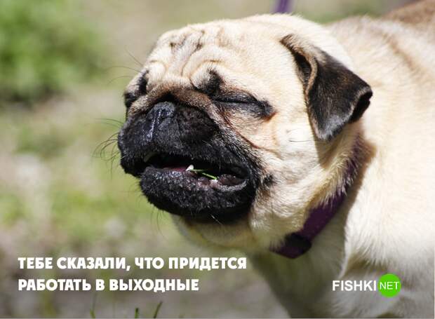 Если бы собаки работали в офисе Если бы собаки работали в офисе животные, юмор