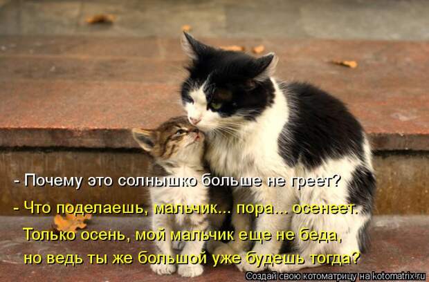 Котоматрица: - Почему это солнышко больше не греет? - Что поделаешь, мальчик... пора... осенеет. но ведь ты же большой уже будешь тогда? Только осень, мой маль