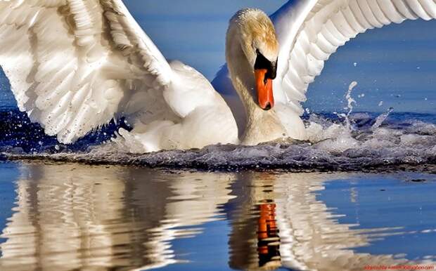 swan-reflection-nature-birds-2759-background-wallpapers