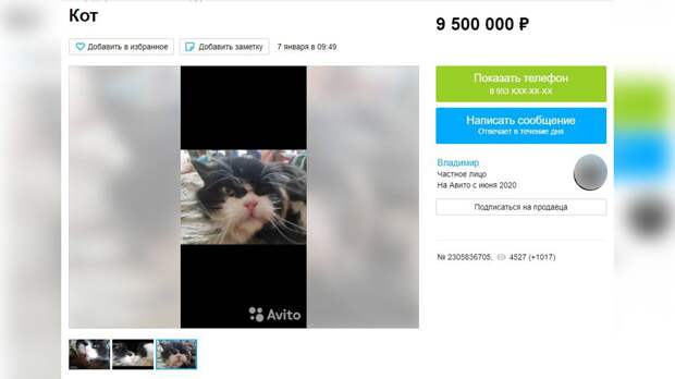 В Тульской области продают за 9,5 миллиона кота, которого подержал «Владимир Владимирович»