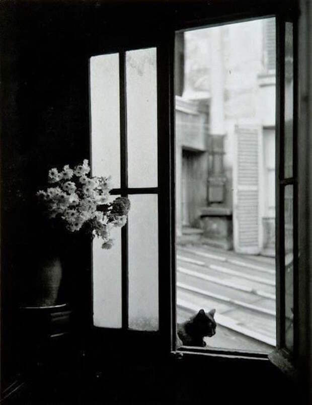 Willy-Ronis-chat-paris-photos1 (538x700, 41Kb)