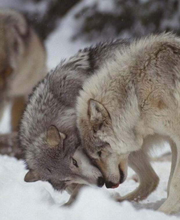 Обнимая волка. Волки обнимаются. Влюбленные волки. Обнимашки волки. В объятиях волка.