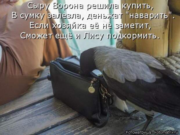 Лучшие котоматрицы недели (50 фото)