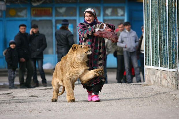 Сотрудница зоопарка Зухра на прогулке с 18-месячным львенком Вадиком в столице Душанбе