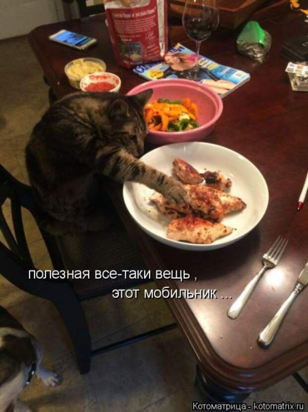 Новая котоматрица (28 фото)