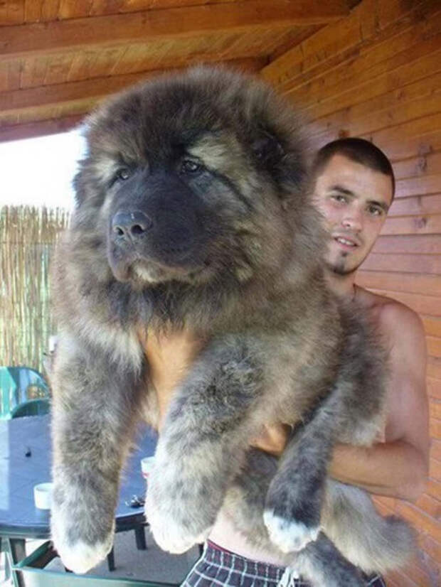 самые огромные собаки