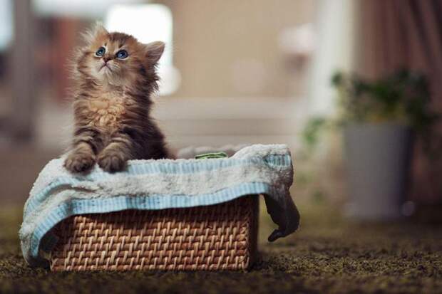 Самый милый котенок на свете (5)