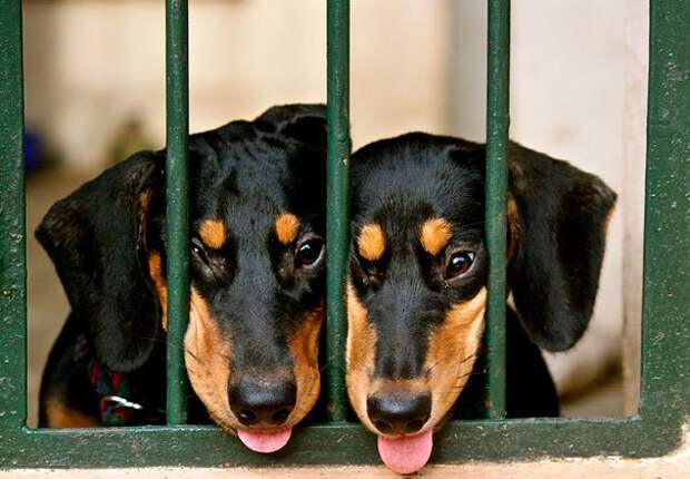 животные близнецы собаки за забором
