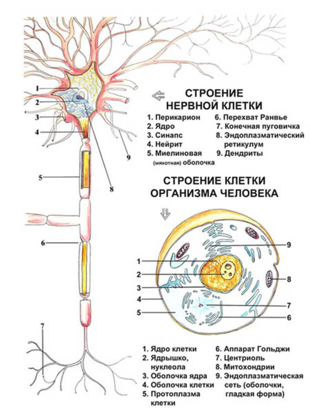 Нервная ткань осуществляет управление всеми процессами в организме