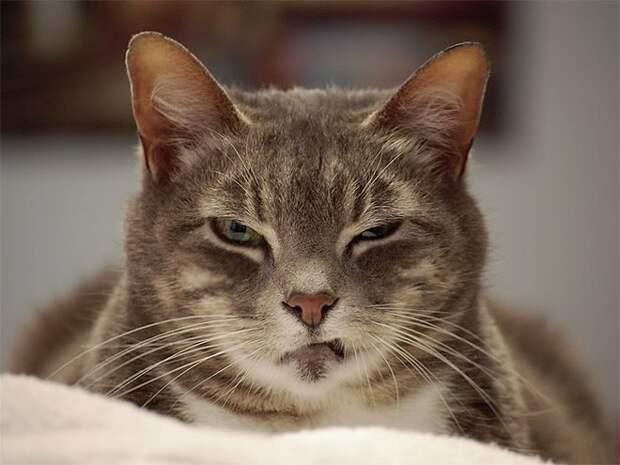 Злюки-коты