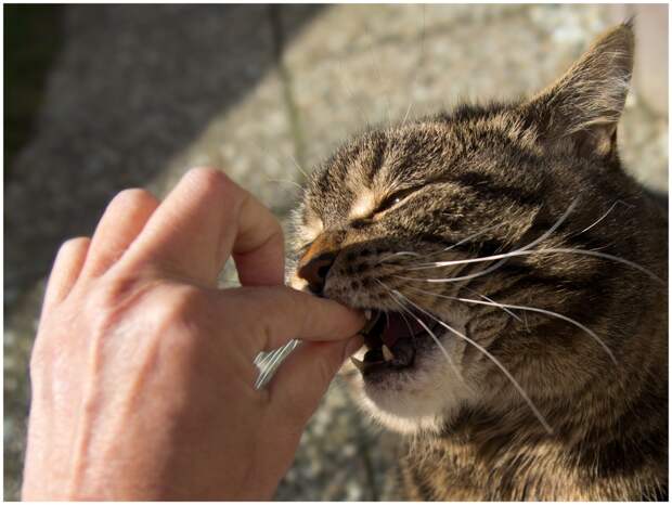 Как правильно дать лекарство кошке, чтобы избежать царапин и укусов