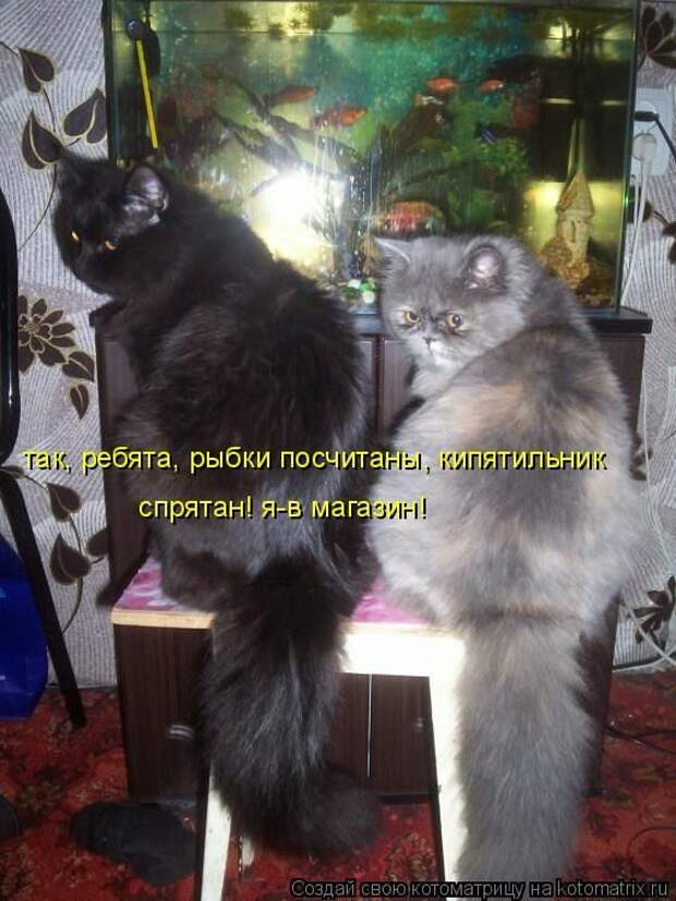 Лучшие котоматрицы недели